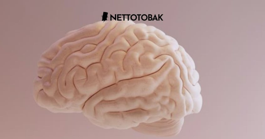 Vad säger vetenskapen om nikotin och ungdomars utveckling?