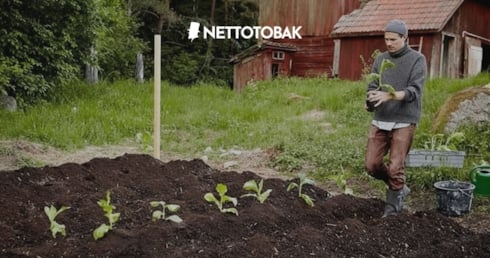 Hur gör man hemmagjort snus? - Intervju med experten