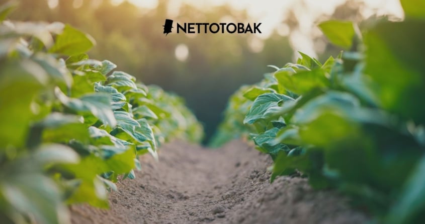 Odla egen tobak Nettotobak