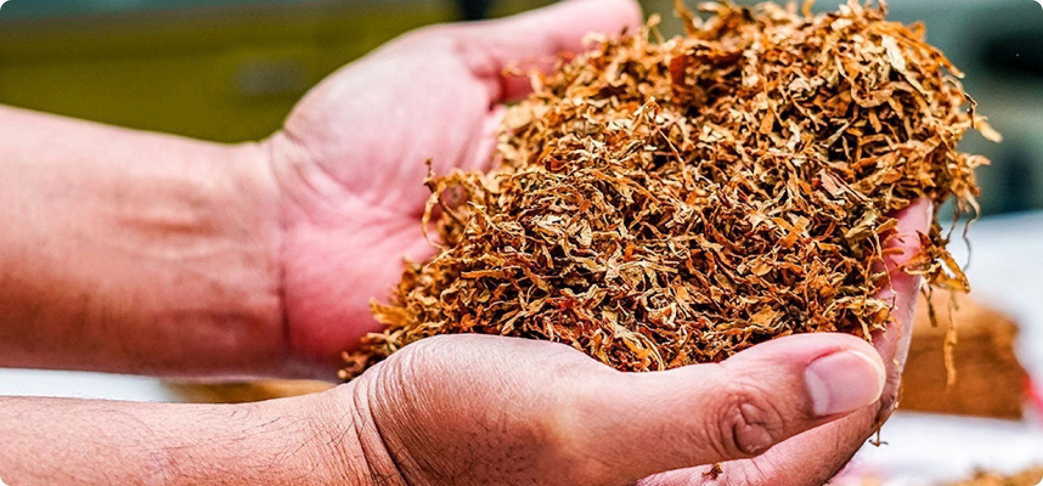 Hur odlar man tobak?