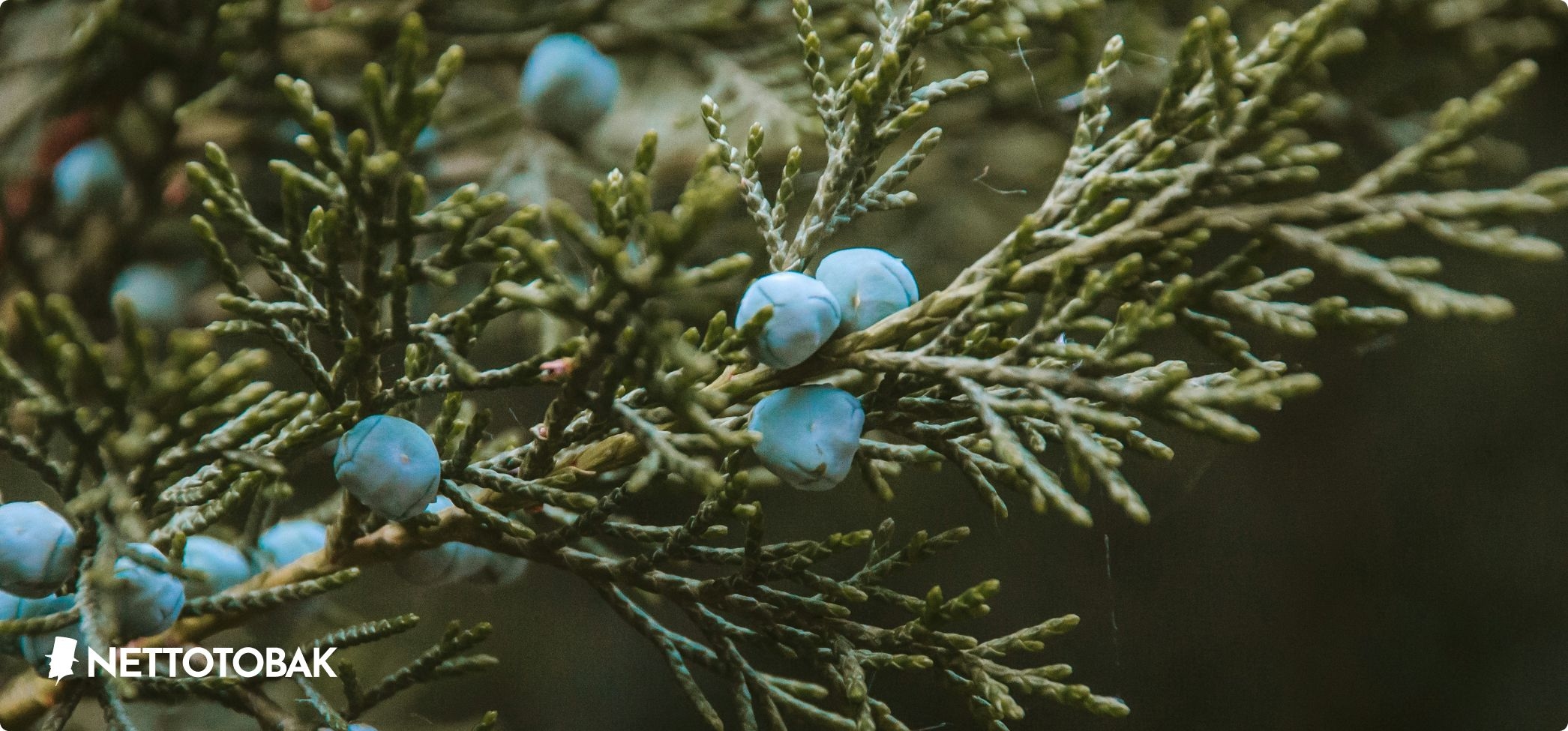 Enbär som smak på snus