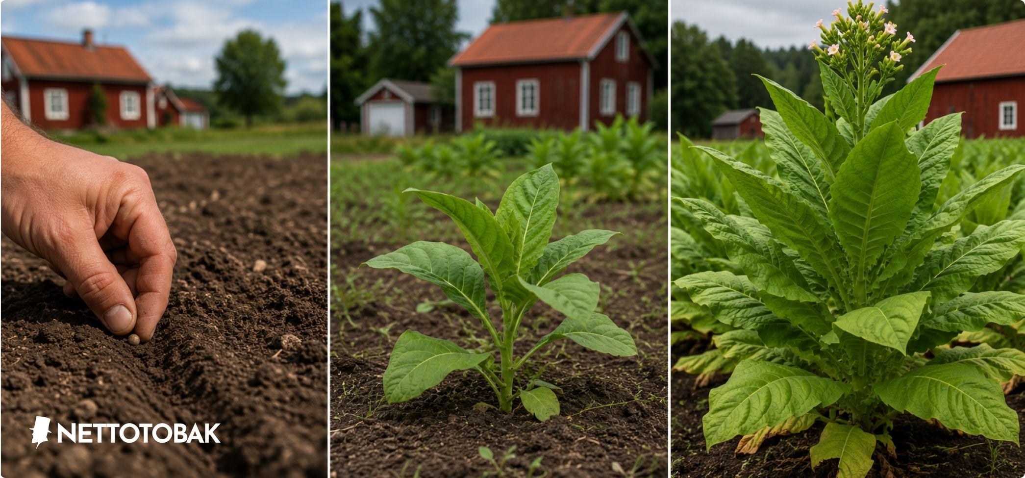tobaksodling steg för steg
